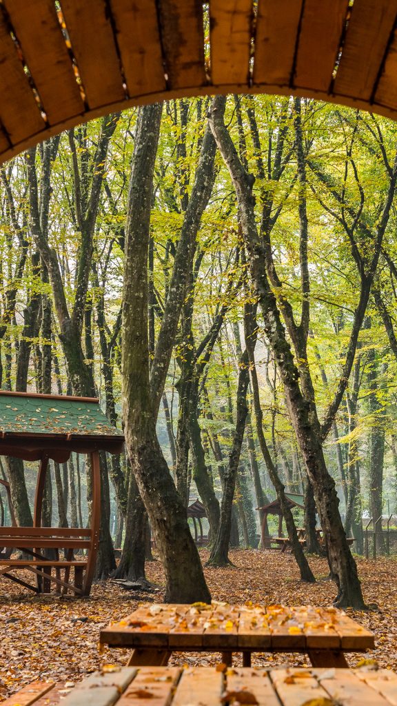 İstanbul Belgrad Ormanı